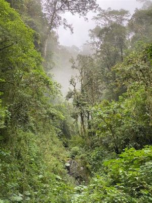 Der Parque Arví: Ein grünes Paradies hoch über Medellín!