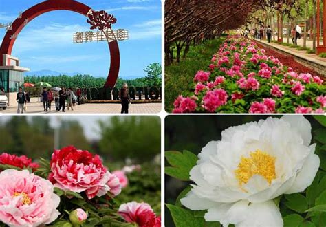 Der Peony Pavilion: Eine Ode an die Schönheit und Geschichte Luoyang's!